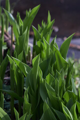 Vibrant green leaves bask in sunlight, showcasing the intricate details and textures.