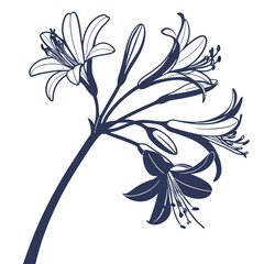 black and white lily of the nile