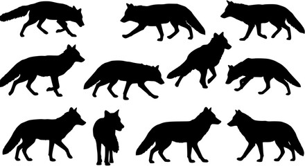 Obraz premium Fox coyote silhouettes set, large pack of vector silhouette design, isolated white background 