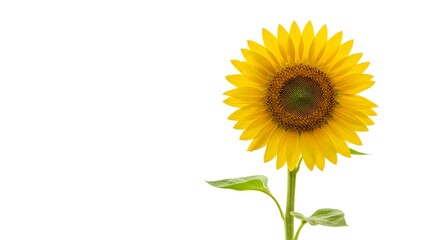 Fresh Sunflower with Long Green Stem &ndash; Bright Floral Element