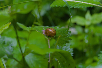 A tiny snail on a vibrant green leaf, captured in a serene, close-up shot with soft, natural lighting.