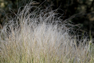 A bush of feather grass (Stipa) shot close-up on a dark background