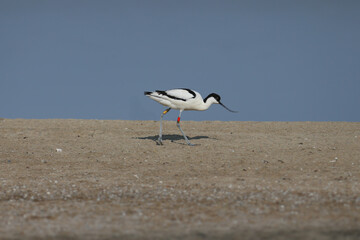 pied avocet (Recurvirostra avosetta) in breeding plumage filmed close-up on the shore of the estuary