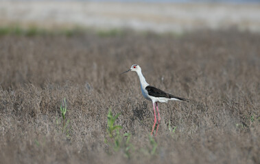 Black-winged stilt (Himantopus himantopus) in breeding plumage photographed close-up on a stream bank