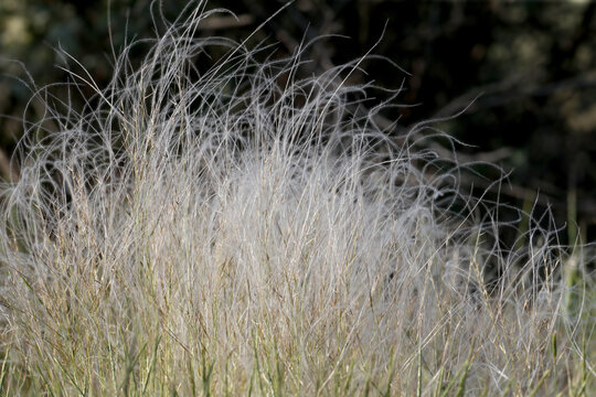 A bush of feather grass (Stipa) shot close-up on a dark background