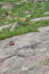 Metal climbing anchors set in a rock face for rock climbing.