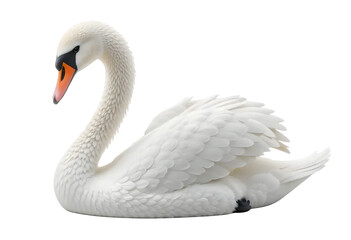 Fototapeta premium Elegant White Swan Isolated on Transparent Background.
