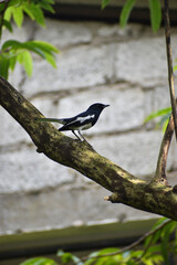 Oriental magpie-robin, Sri Lanka