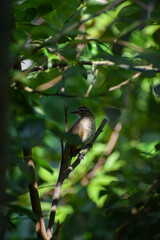 Sombre greenbul, bird on a branch