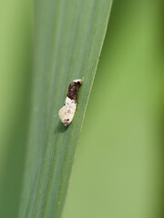 Camouflaged moth. It looks like bird droppings. Trichophaga bipartitella
