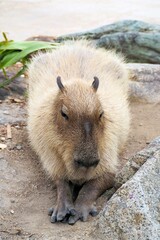 カピバラ