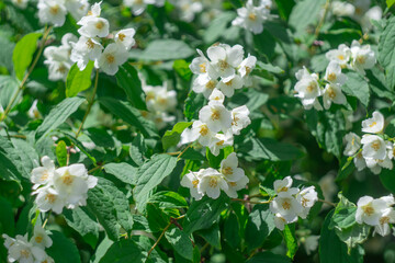 White flowers of mock orange on branch with green leaves. Shrub or climbing philadelphus plant that bears fragrant flowers used in perfumery or tea. English jasmine dogwood the hydrangeaceae family.
