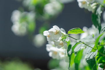 White flowers of mock orange on branch with green leaves. Shrub or climbing philadelphus plant that bears fragrant flowers used in perfumery or tea. English jasmine dogwood the hydrangeaceae family.