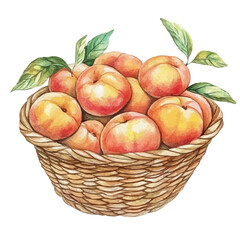 watercolor vector of Peach Fruit Basket, isolated on a white background.