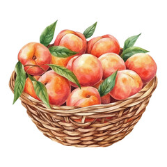 Peach Fruit Basket, watercolor illustration vector, isolated on a white background.