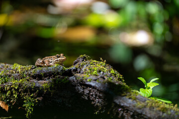 Frog on a brench