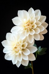 Two elegant white dahlias against a black background.