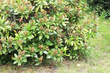 Rhododendron with death flowers  in summer garden. Dried flowers on rhododendron must be removed for better growth.