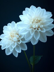 Hyperdetailed illustration of two vibrant dahlia flowers in full bloom