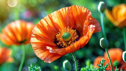A stunning sunlit red poppy on a bright April day at Flower Island Mainau in Germany.