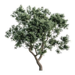 PNG Real oak tree green illustration silhouette.