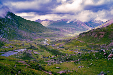 Mountain landscape in summer. Panoramic view of Sonmarg, Kashmir valley in the Himalayan region. Serene meadows, alpine trees, wildflowers on the trails of The Great Lake of Kashmir Trek, 2022. 