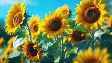 Fototapeta premium Brighten your day with beautiful sunflowers blooming and in full blossom.