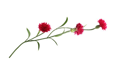 Red knapweed flowers in a floral arrangement isolated on white or transparent background
