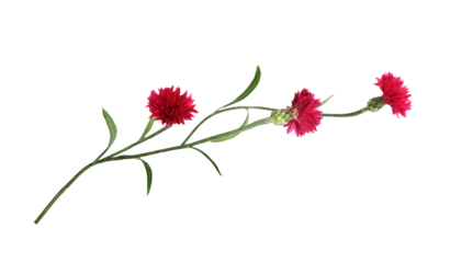 Red knapweed flowers in a floral arrangement isolated on white or transparent background