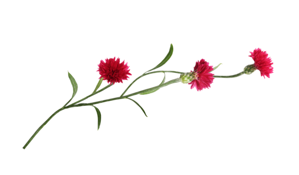 Red knapweed flowers in a floral arrangement isolated on white or transparent background