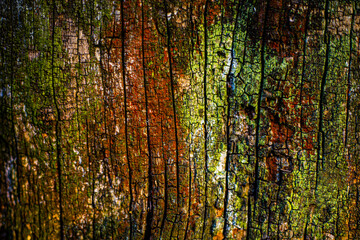 Fototapeta premium unique background created by nature with unusual texture