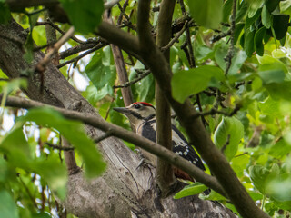 Great Spotted Woodpecker Perched Amongst Green Leaves