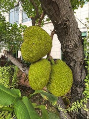 Three large green jackfruits hanging from a tree.