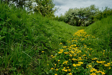 A field with a road of yellow flowers Springtime Green grass Blooming trees on the background