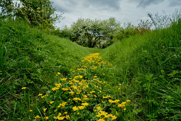 A field with a road of yellow flowers Springtime Green grass Blooming trees on the background