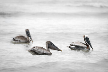 Brown pelican (Pelecanus occidentalis) in the water