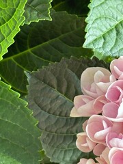 Capture the quiet coexistence of trees and blooming flowers in a public park setting. This series highlights the beauty of curated nature—majestic trunks, soft petals, filtered sunlight, and the peace