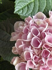 Capture the quiet coexistence of trees and blooming flowers in a public park setting. This series highlights the beauty of curated nature—majestic trunks, soft petals, filtered sunlight, and the peace