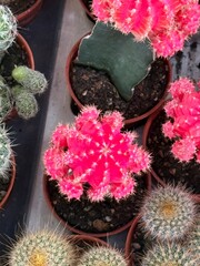 Capture the quiet coexistence of trees and blooming flowers in a public park setting. This series highlights the beauty of curated nature—majestic trunks, soft petals, filtered sunlight, and the peace