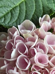 Capture the quiet coexistence of trees and blooming flowers in a public park setting. This series highlights the beauty of curated nature—majestic trunks, soft petals, filtered sunlight, and the peace