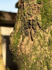 Capture the quiet coexistence of trees and blooming flowers in a public park setting. This series highlights the beauty of curated nature—majestic trunks, soft petals, filtered sunlight, and the peace