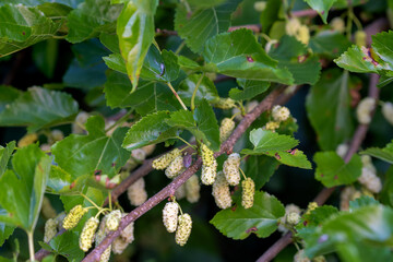 The fruits of Morus alba, known as white mulberry