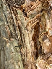Capture the quiet coexistence of trees and blooming flowers in a public park setting. This series...