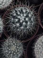 Capture the quiet coexistence of trees and blooming flowers in a public park setting. This series highlights the beauty of curated nature—majestic trunks, soft petals, filtered sunlight, and the peace