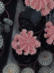 Capture the quiet coexistence of trees and blooming flowers in a public park setting. This series highlights the beauty of curated nature—majestic trunks, soft petals, filtered sunlight, and the peace