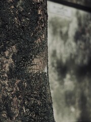 Capture the quiet coexistence of trees and blooming flowers in a public park setting. This series highlights the beauty of curated nature—majestic trunks, soft petals, filtered sunlight, and the peace