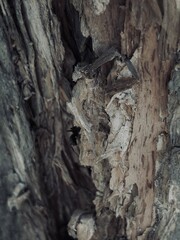 Capture the quiet coexistence of trees and blooming flowers in a public park setting. This series highlights the beauty of curated nature—majestic trunks, soft petals, filtered sunlight, and the peace