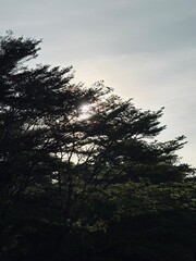 Capture the quiet coexistence of trees and blooming flowers in a public park setting. This series highlights the beauty of curated nature—majestic trunks, soft petals, filtered sunlight, and the peace