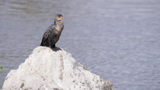A Crowned Cormorant perches on a rocky outcrop, looking around at the edge of the sea on the Western Cape coast.