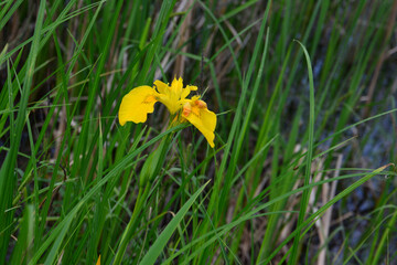 A close-up of a vibrant yellow iris blooming amongst green grass and reeds